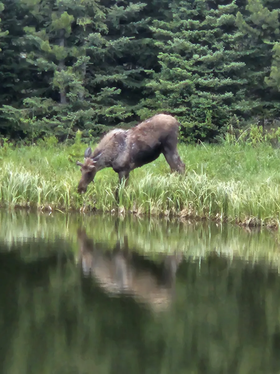 Moose grazing at the edge of a pond with its reflection in the water near Big Sky, Montana