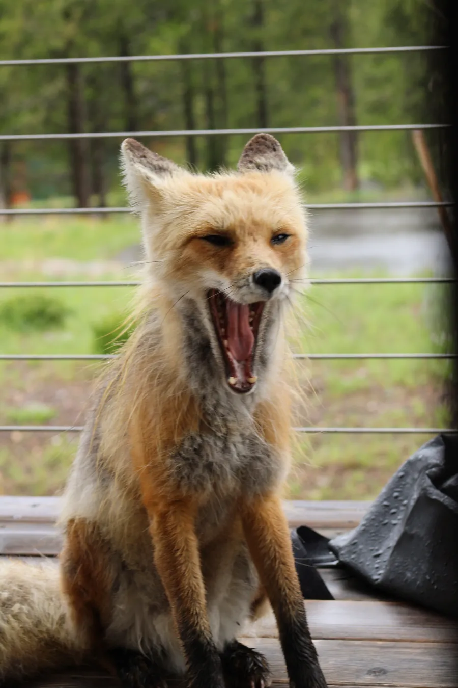 Red fox yawning on a deck in Big Sky, Montana