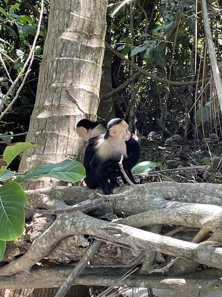 White-faced capuchin monkey in Manuel Antonio National Park