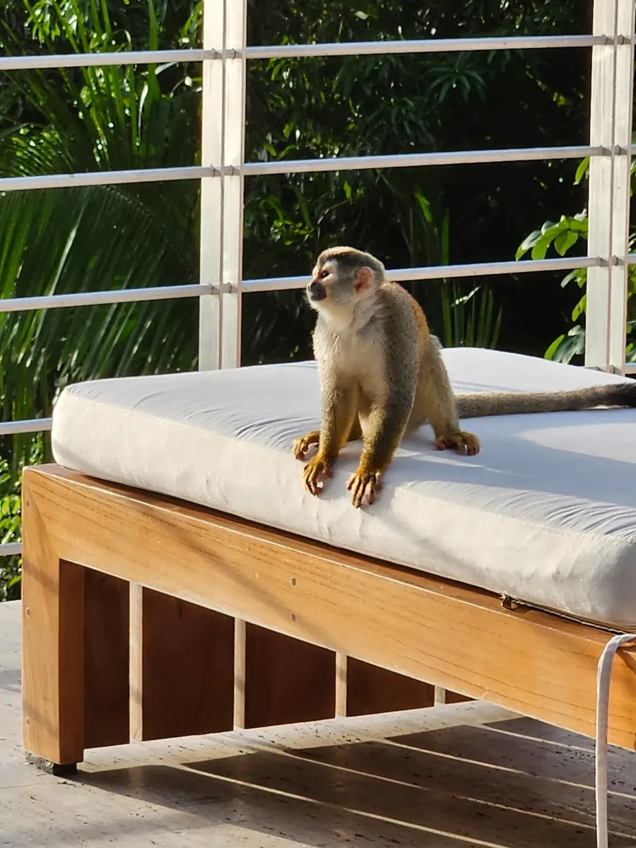 Squirrel monkey sitting on a lounge chair in Costa Rica