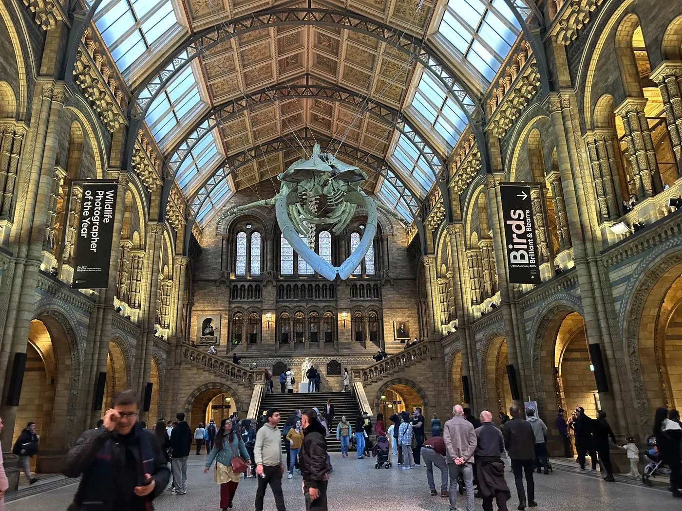 Blue whale skeleton hanging in Hintze Hall at the Natural History Museum