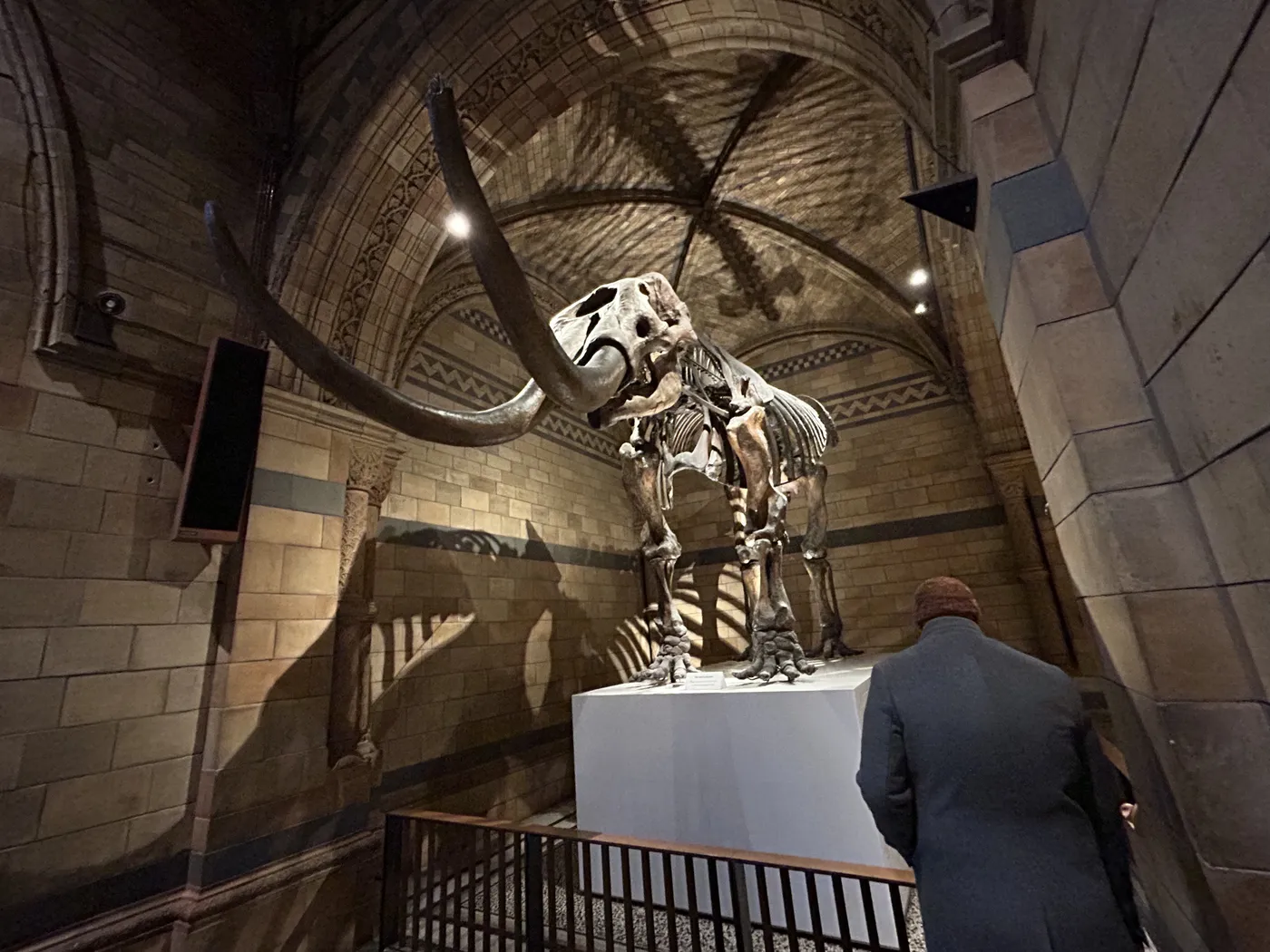 Mammoth skeleton on display at the Natural History Museum, London