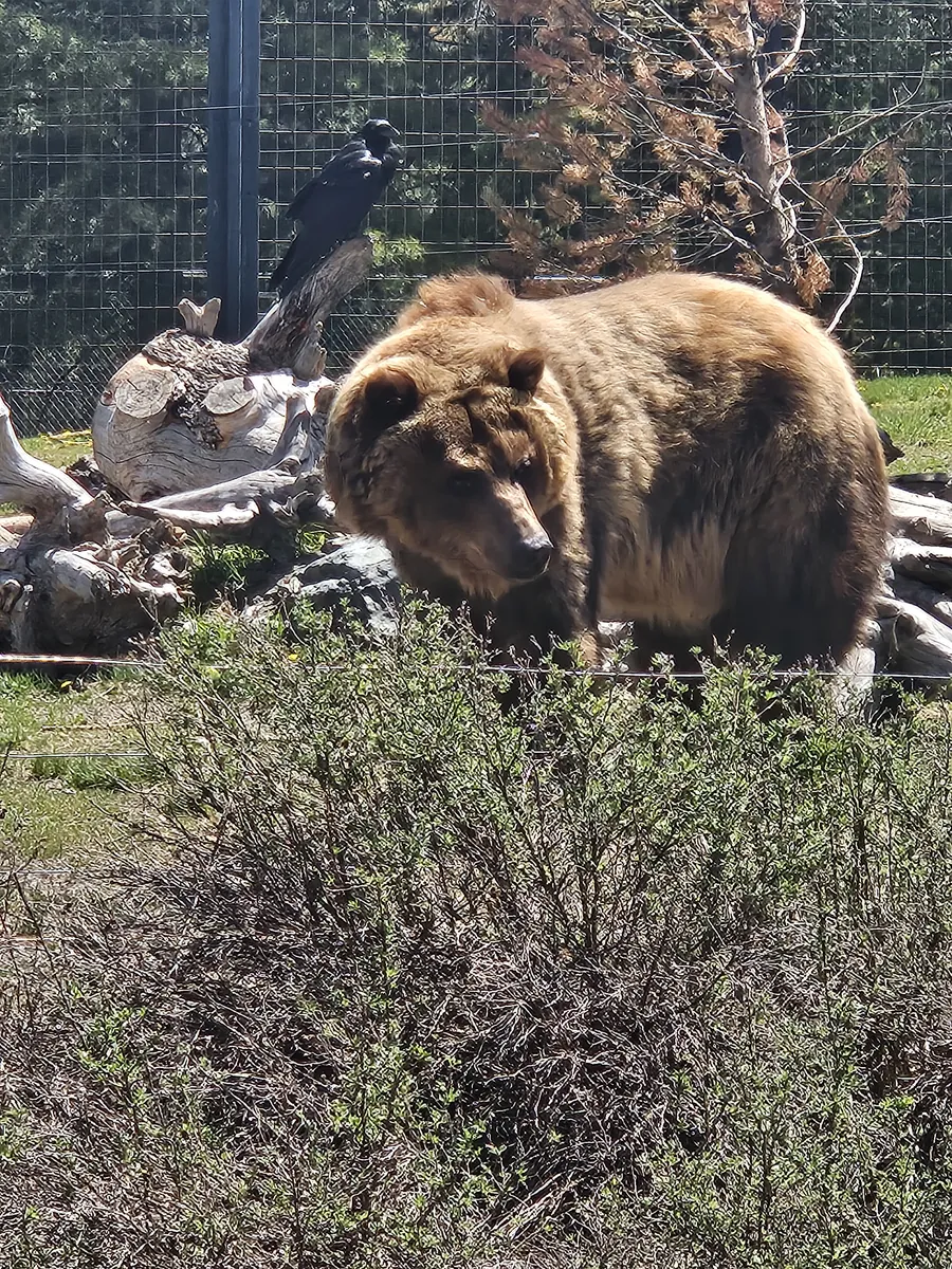 Grizzly bear in its habitat at the Grizzly and Wolf Discovery Center in West Yellowstone