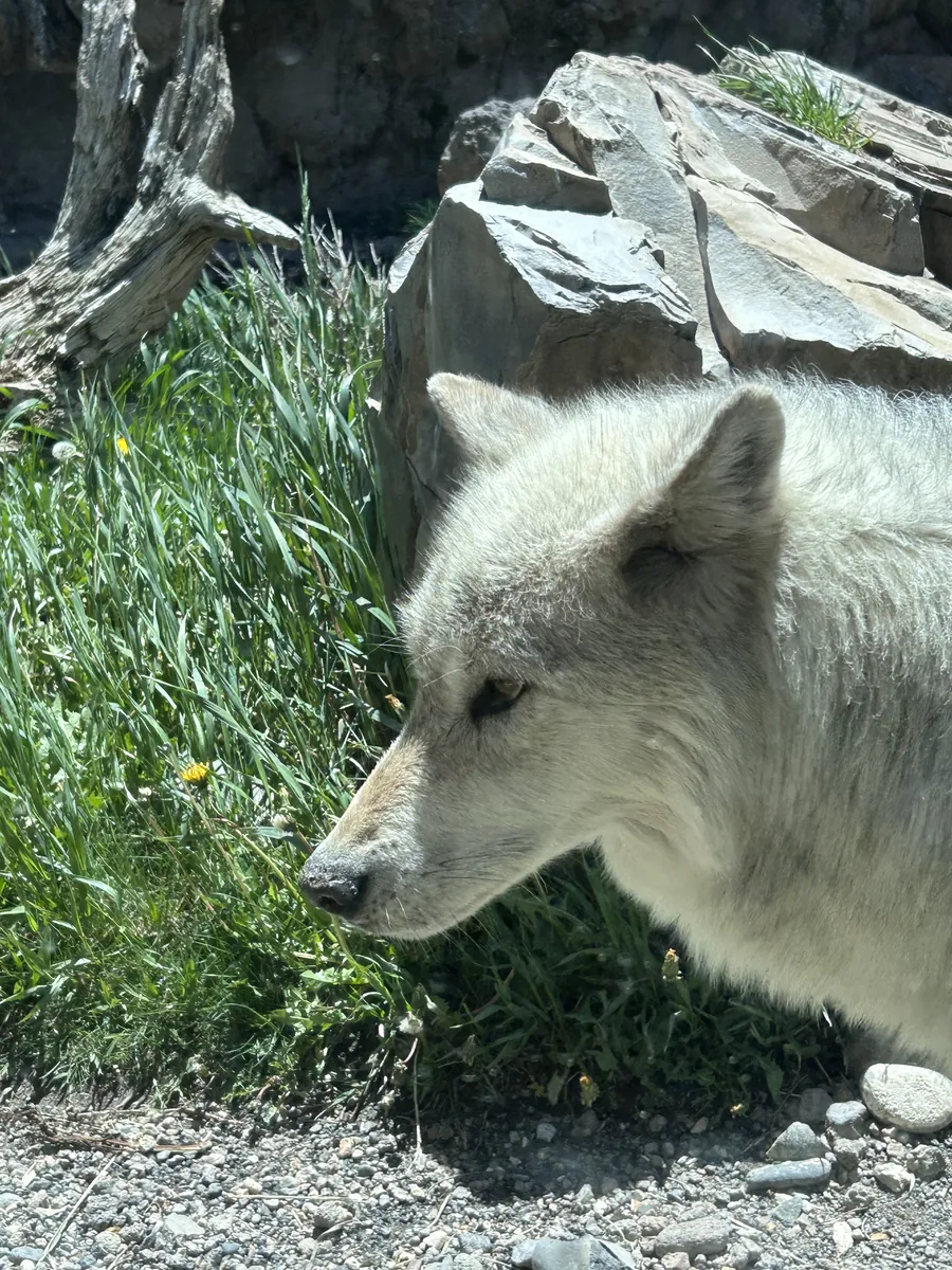 Gray wolf close up at the Grizzly and Wolf Discovery Center in West Yellowstone