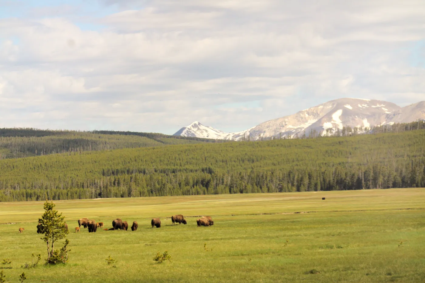 Bison herd grazing in a valley in Yellowstone with snowy mountains behind