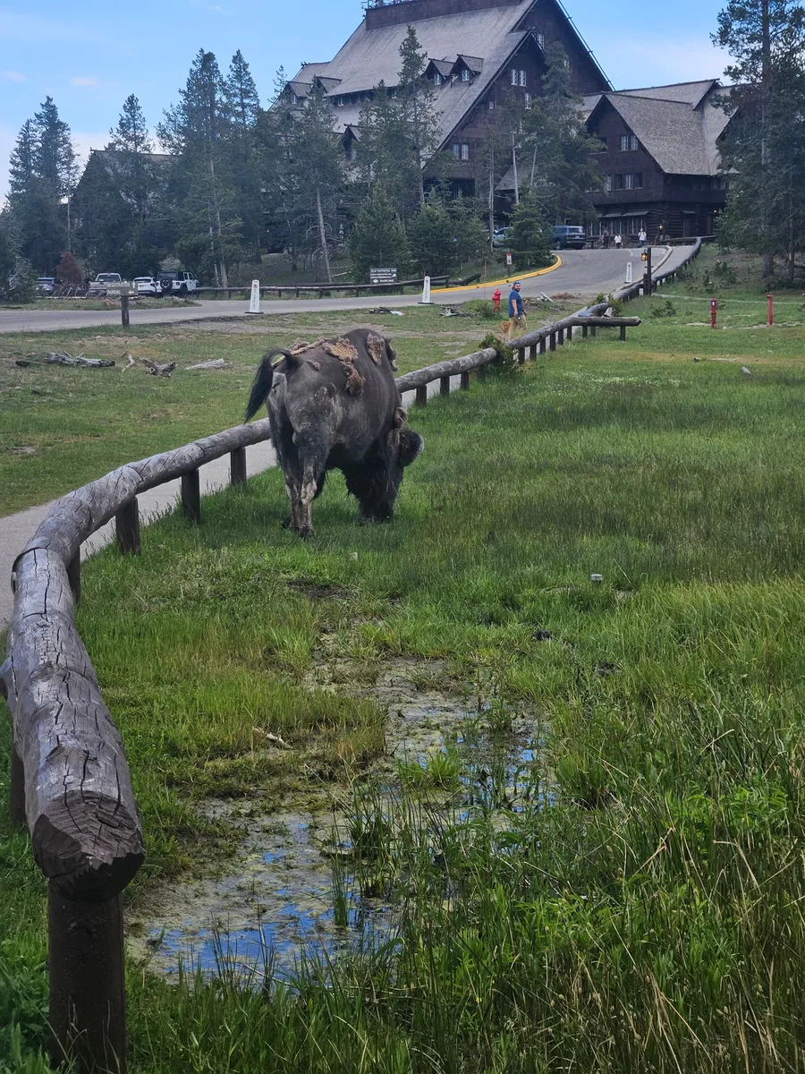 Shedding bison grazing beside a boardwalk near the Old Faithful Inn