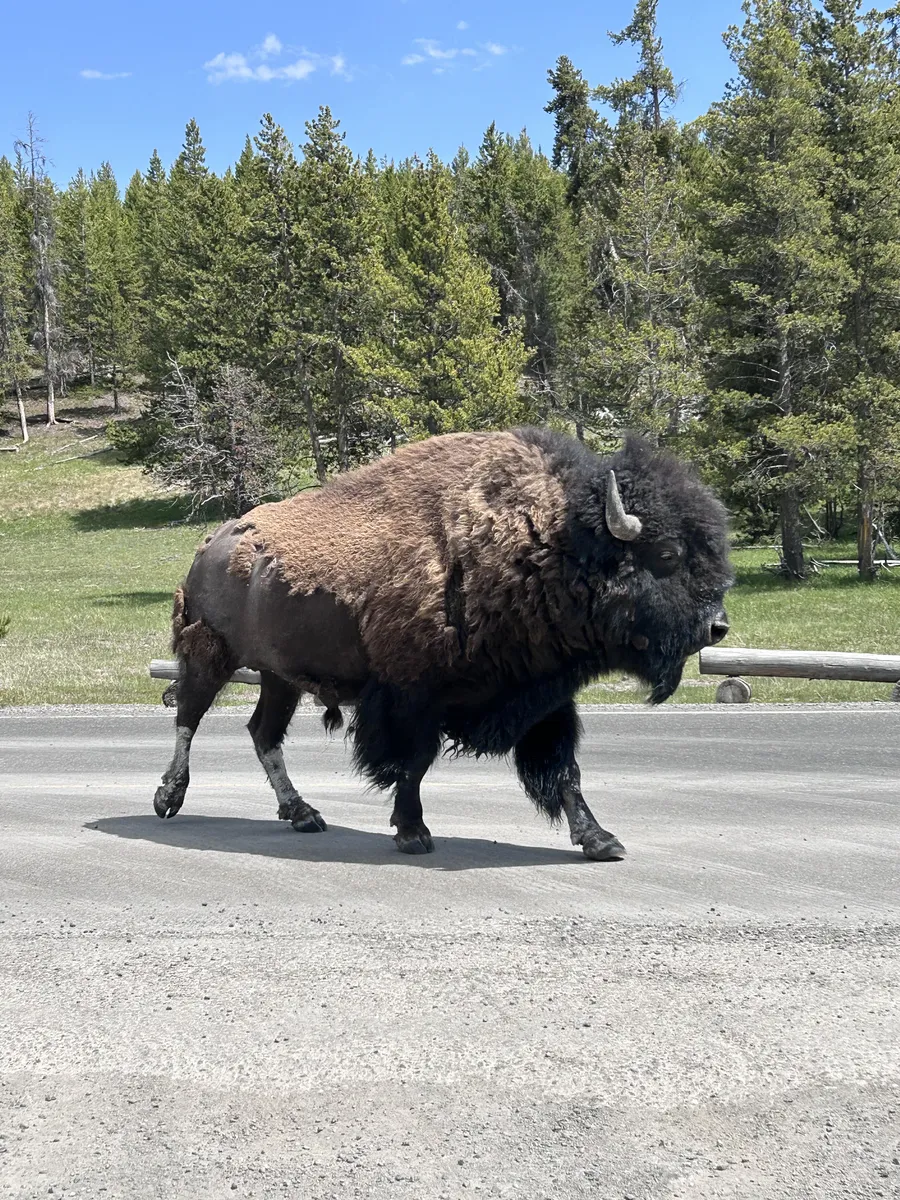 Bison walking down the road in Yellowstone National Park