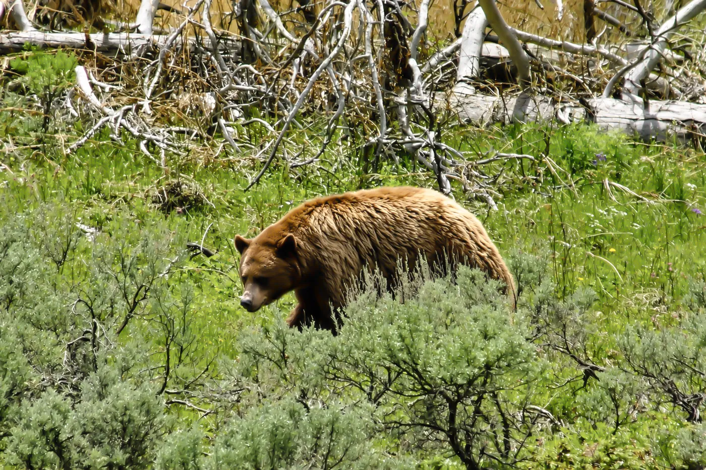 Grizzly bear walking through sagebrush in Yellowstone National Park